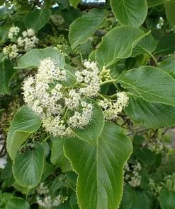 Future Forests Ehretia Dicksonii