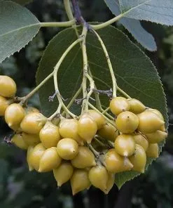 Future Forests Ehretia Dicksonii