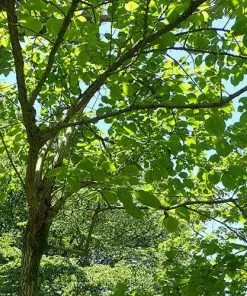 Future Forests Ehretia Dicksonii