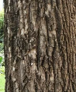 Future Forests Ehretia Dicksonii