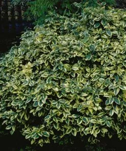 Future Forests Elaeagnus Pungens Goldrim