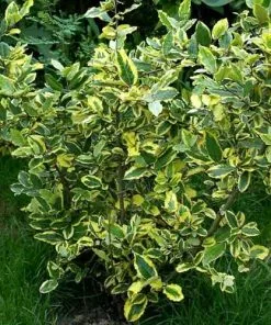 Future Forests Elaeagnus Pungens Goldrim