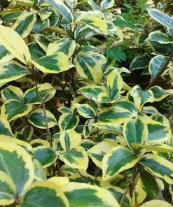 Future Forests Elaeagnus Pungens Goldrim