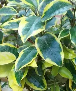 Future Forests Elaeagnus Pungens Goldrim