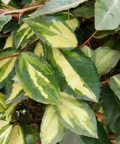 Future Forests Elaeagnus Pungens Maculata