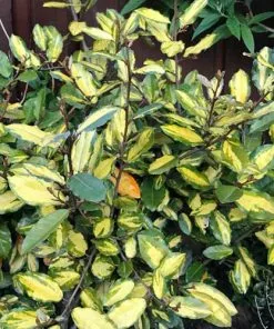 Future Forests Elaeagnus Pungens Maculata