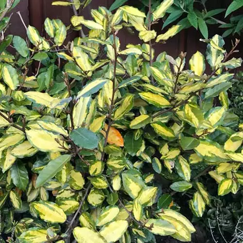 Future Forests Elaeagnus Pungens Maculata 4 Future Forests Elaeagnus Pungens Maculata