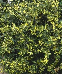 Future Forests Elaeagnus Pungens Maculata 11 Future Forests Elaeagnus Pungens Maculata