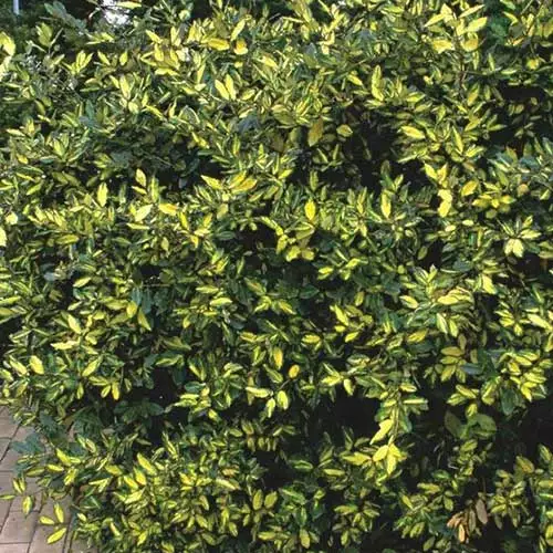 Future Forests Elaeagnus Pungens Maculata 6 Future Forests Elaeagnus Pungens Maculata