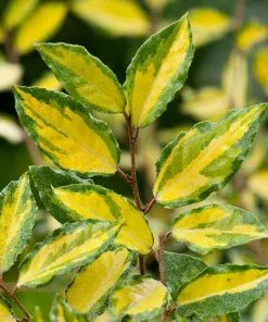 Future Forests Elaeagnus Pungens Maculata 12 Future Forests Elaeagnus Pungens Maculata