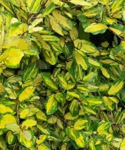 Future Forests Elaeagnus Pungens Maculata 13 Future Forests Elaeagnus Pungens Maculata