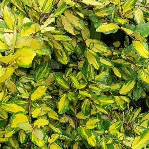 Future Forests Elaeagnus Pungens Maculata 8 Future Forests Elaeagnus Pungens Maculata