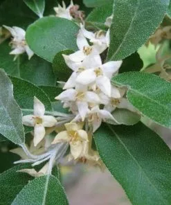 Future Forests Elaeagnus Umbellata