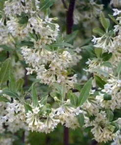 Future Forests Elaeagnus Umbellata