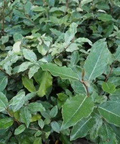 Future Forests Elaeagnus X Ebbingei Hedging