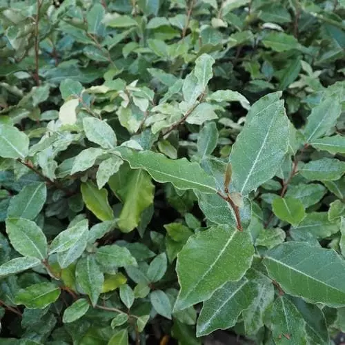 Future Forests Elaeagnus X Ebbingei Hedging 3 Future Forests Elaeagnus X Ebbingei Hedging