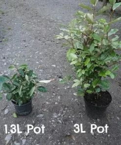 Future Forests Elaeagnus X Ebbingei Hedging 11 Future Forests Elaeagnus X Ebbingei Hedging
