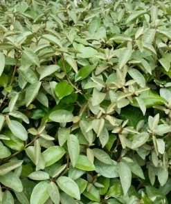 Future Forests Elaeagnus X Ebbingei Compacta Hedging