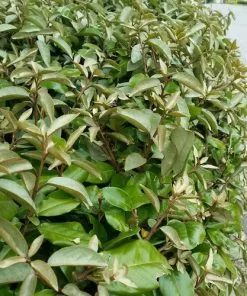 Future Forests Elaeagnus X Ebbingei Compacta Hedging