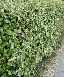 Future Forests Elaeagnus X Ebbingei Compacta Hedging