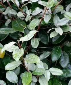 Future Forests Elaeagnus X Ebbingei Hedging