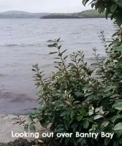 Future Forests Elaeagnus X Ebbingei Hedging 10 Future Forests Elaeagnus X Ebbingei Hedging