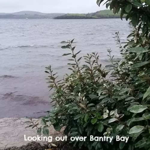 Future Forests Elaeagnus X Ebbingei Hedging 6 Future Forests Elaeagnus X Ebbingei Hedging