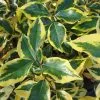Future Forests Elaeagnus X Ebbingei Gilt Edge