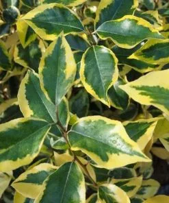 Future Forests Elaeagnus X Ebbingei Gilt Edge