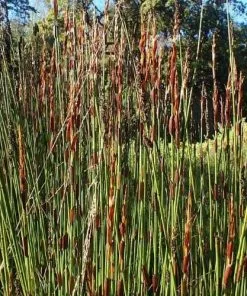 Future Forests Elegia Elephantina - Large Cape Rush