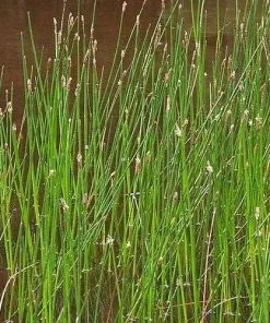 Future Forests Eleocharis Palustris - Common Spikerush