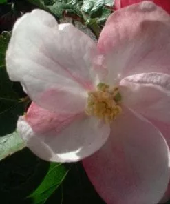 Future Forests Apple Ellison's Orange Fruit