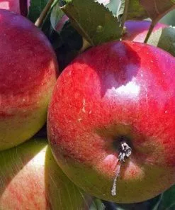 Future Forests Apple Ellison's Orange Fruit