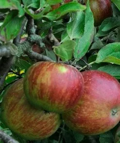 Future Forests Apple Ellison's Orange Fruit