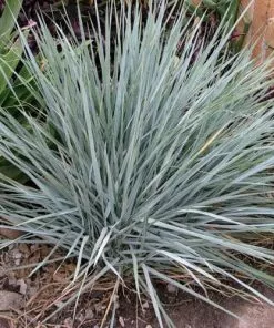 Future Forests Elymus Magellanicus More