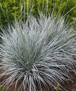 Future Forests Elymus Magellanicus More