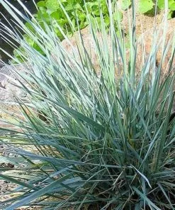 Future Forests Elymus Magellanicus More