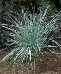 Future Forests Elymus Magellanicus More