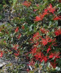 Future Forests Trees Embothrium Coccineum - Chilean Flame Tree