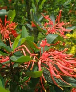 Future Forests Trees Embothrium Coccineum - Chilean Flame Tree