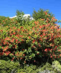 Future Forests Trees Embothrium Coccineum - Chilean Flame Tree