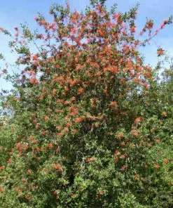 Future Forests Trees Embothrium Coccineum - Chilean Flame Tree
