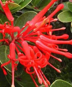Future Forests Trees Embothrium Coccineum - Chilean Flame Tree