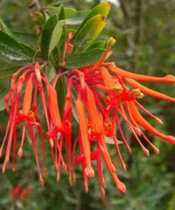 Future Forests Trees Embothrium Coccineum - Chilean Flame Tree
