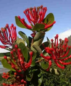 Future Forests Trees Embothrium Coccineum - Chilean Flame Tree