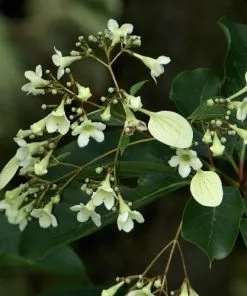 Future Forests Emmenopteris Henreyi