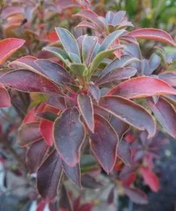 Future Forests Enkianthus Campanulatus Pagoda Shrubs