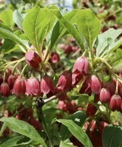 Future Forests Enkianthus Campanulatus Palibinii Shrubs