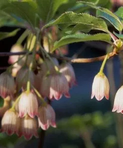 Future Forests Enkianthus Campanulatus Pagoda Shrubs