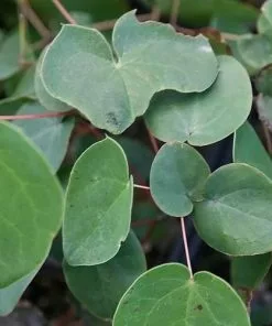 Future Forests Epimedium Grandiflora Lilafee More 7 Future Forests Epimedium Grandiflora Lilafee More
